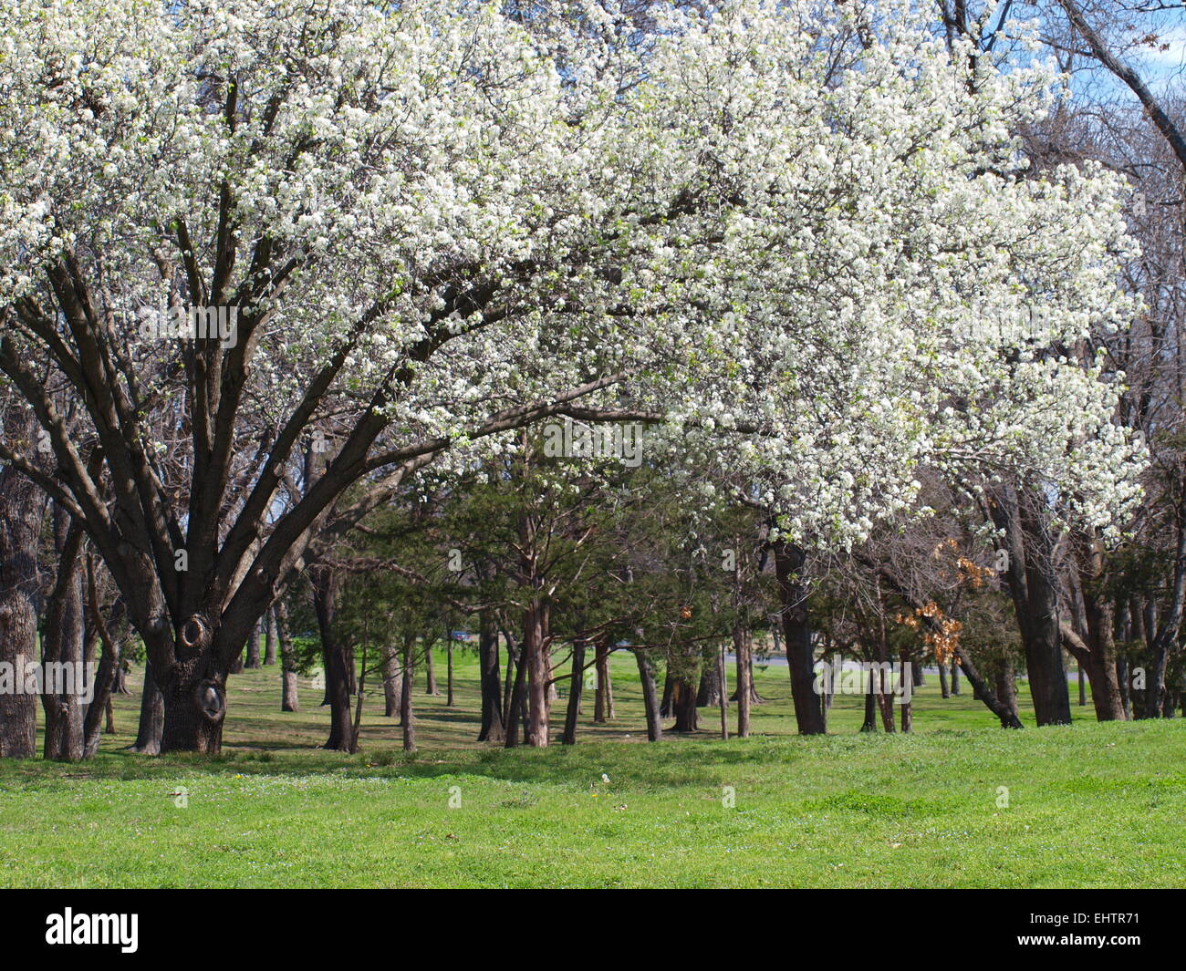 Blüht im Tennison Park Stockfoto