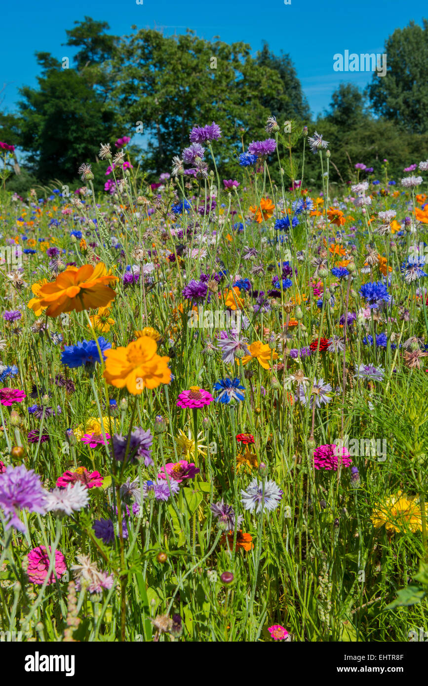 Feld mit Wildblumen wie Kornblume (Centaurea Cyanus). Stockfoto