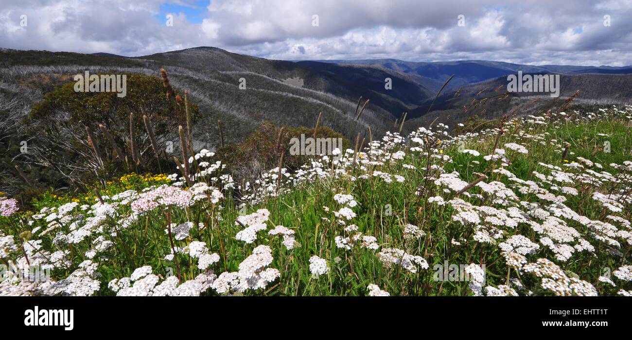 Mount Hotham Stockfoto