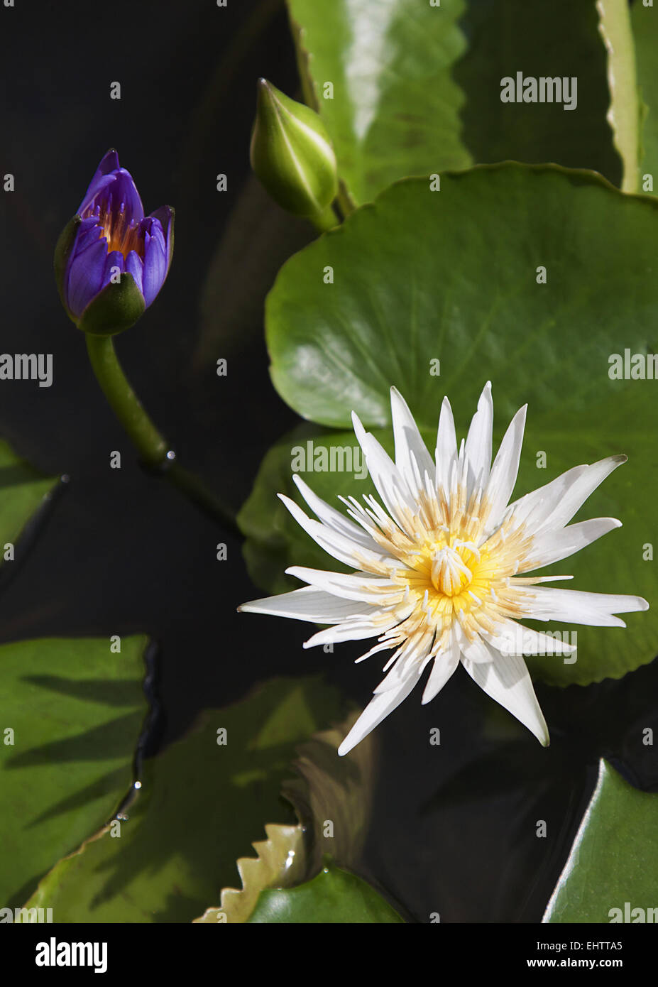 Seerose Stockfoto
