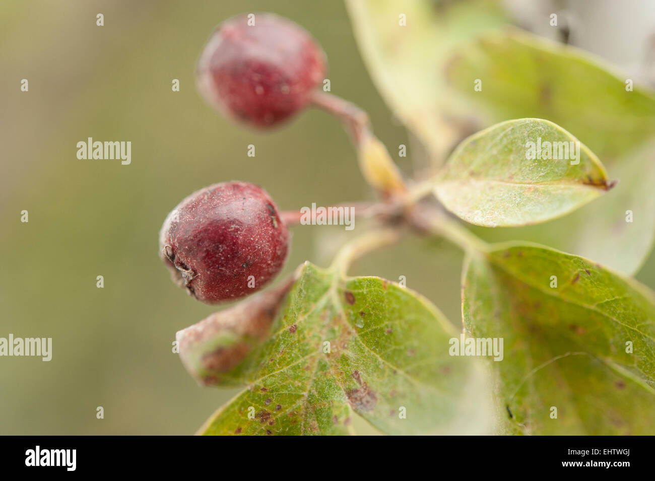 Crataegus oder Hawthorne (Mai-Baum) Beeren im Detail. Stockfoto