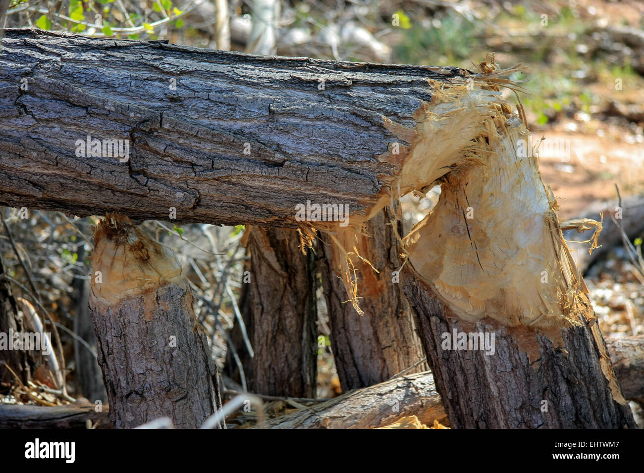 Nach dem Biber Biss Stockfoto