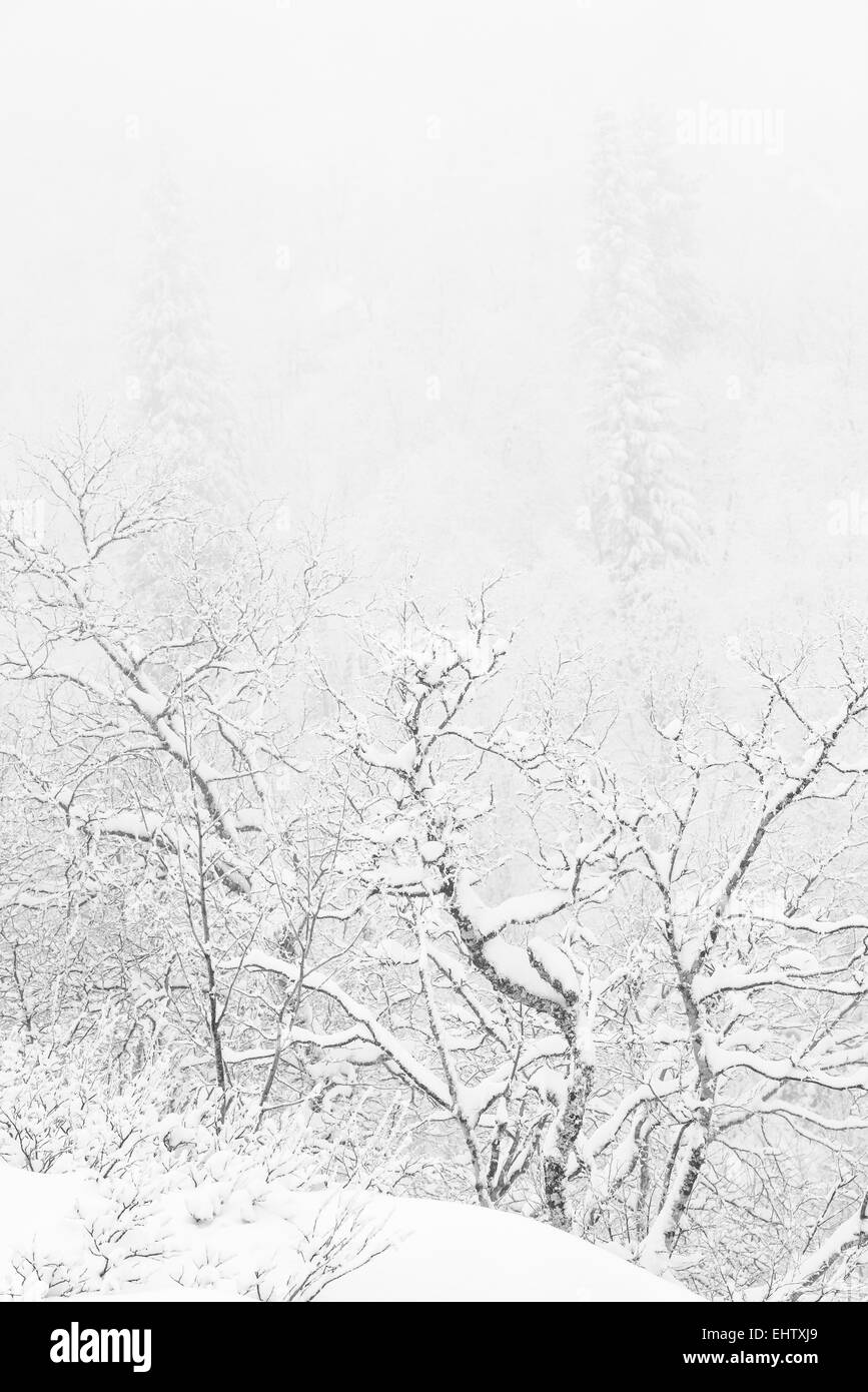 schneebedeckte Fjell Birken, Lappland, Schweden Stockfoto