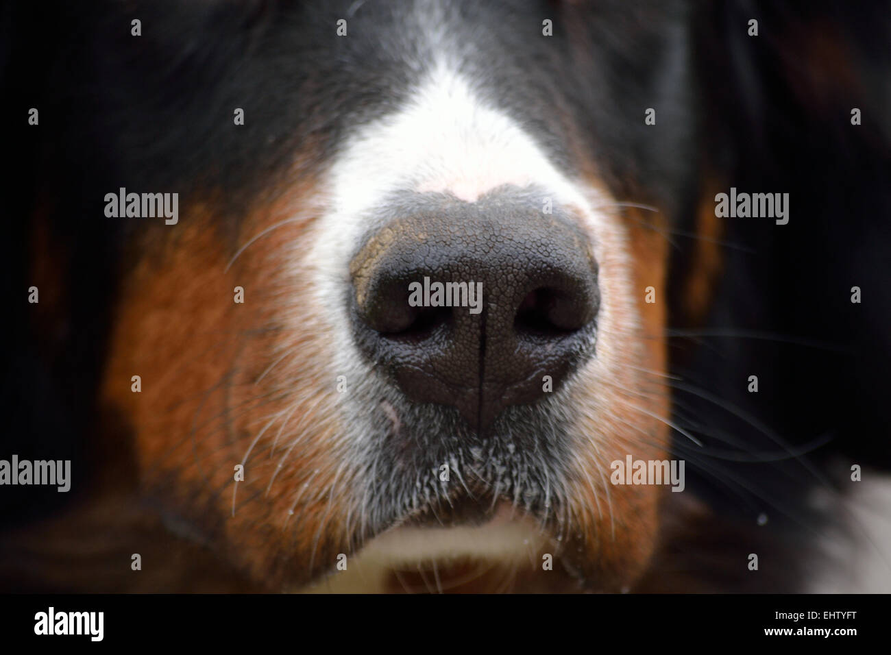 Dog-Nose - Nahaufnahme Stockfoto