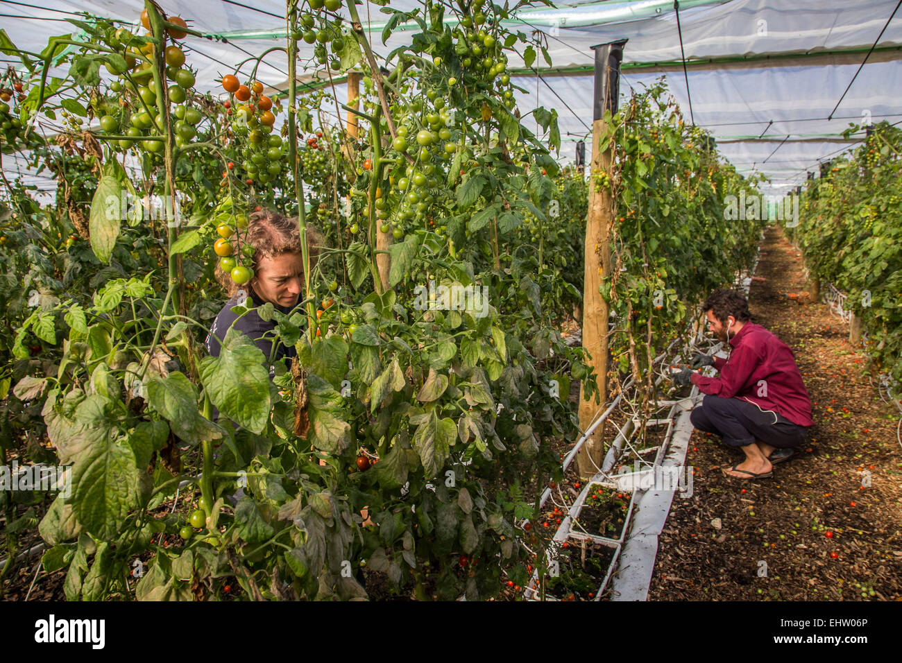 DEMONSTRATION VON URBAN FARMING, SAINT-CYR L ' ECOLE (78) YVELINES, ILE DE FRANCE, FRANKREICH Stockfoto