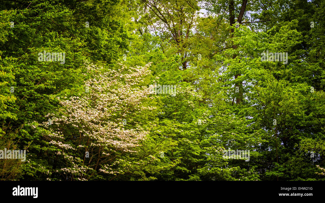 Spring Farbe im Centennial Park, Columbia, Maryland. Stockfoto