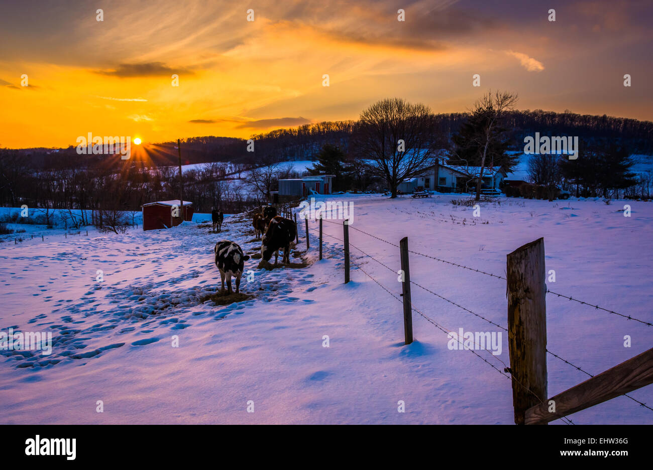 Sonnenuntergang über Kühe in einem verschneiten Hof-Feld im Carroll County, Maryland. Stockfoto