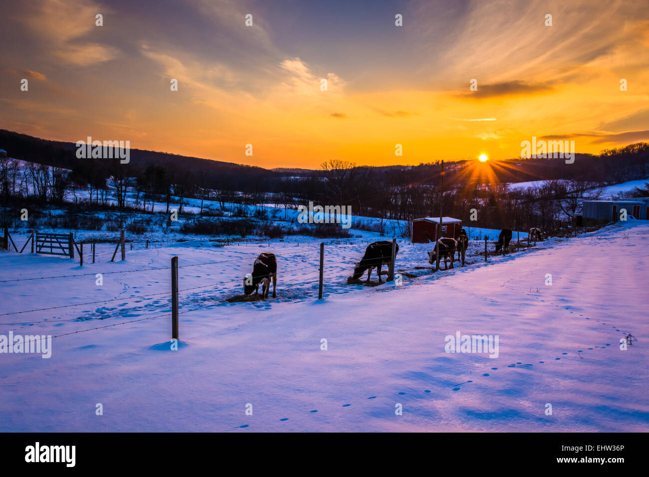 Sonnenuntergang über Kühe in einem verschneiten Hof-Feld im Carroll County, Maryland. Stockfoto