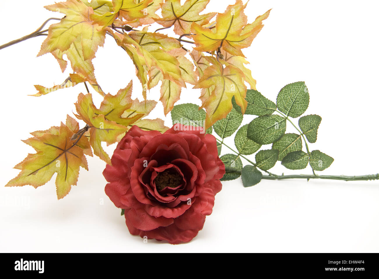 Rose mit Herbst branch Stockfoto