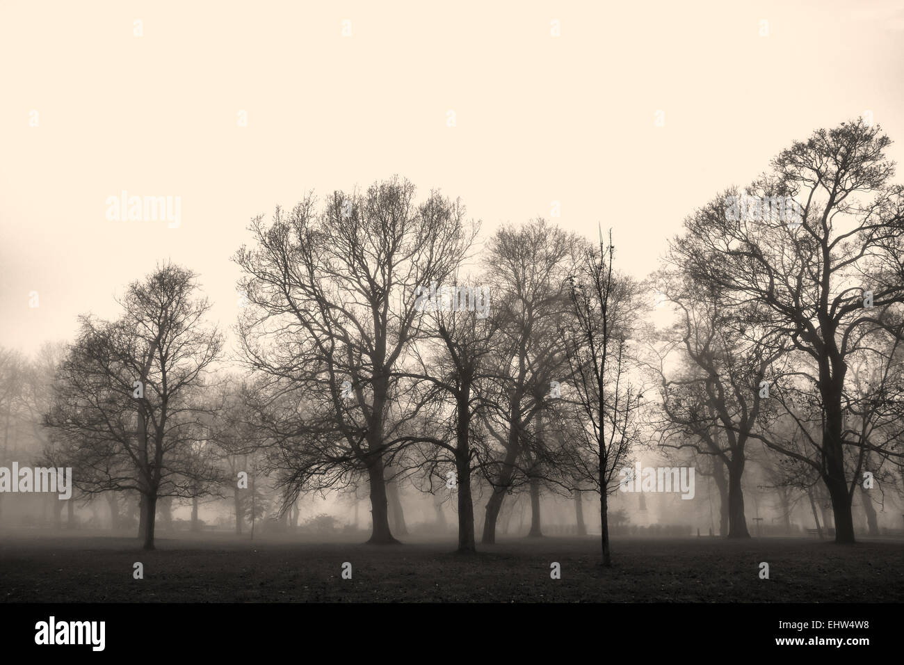 Parklandschaft, eingehüllt in Nebel Stockfoto