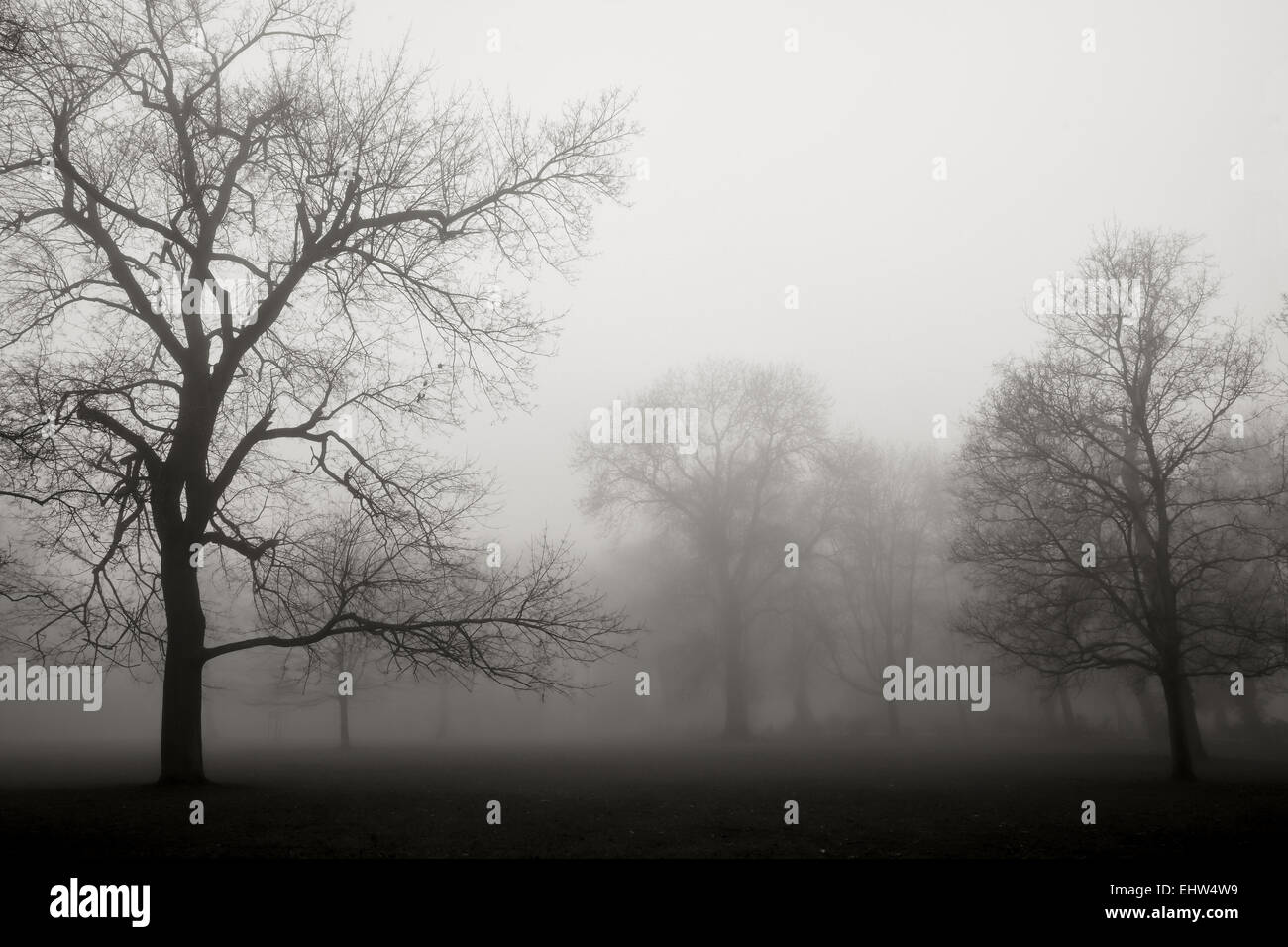 Parklandschaft, eingehüllt in Nebel Stockfoto