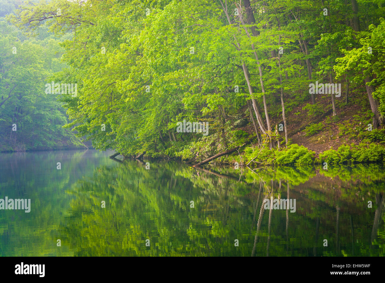 Bäume im Prettyboy Reservoir in Baltimore County, Maryland. Stockfoto