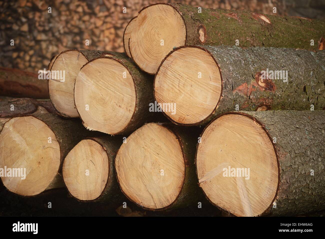 Lieferant von Energieholz - Protokolle Stockfoto