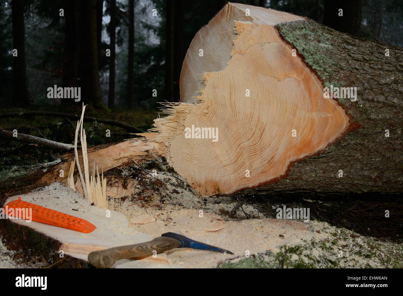 Vize Schnitt Baum und Werkzeug Stockfoto