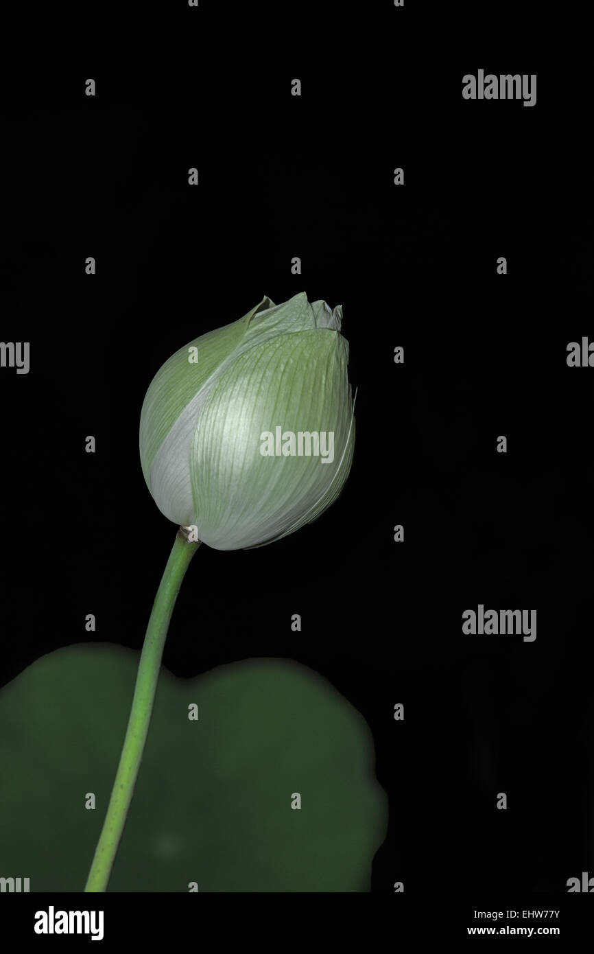 Lotusblüte geschlossen Stockfoto