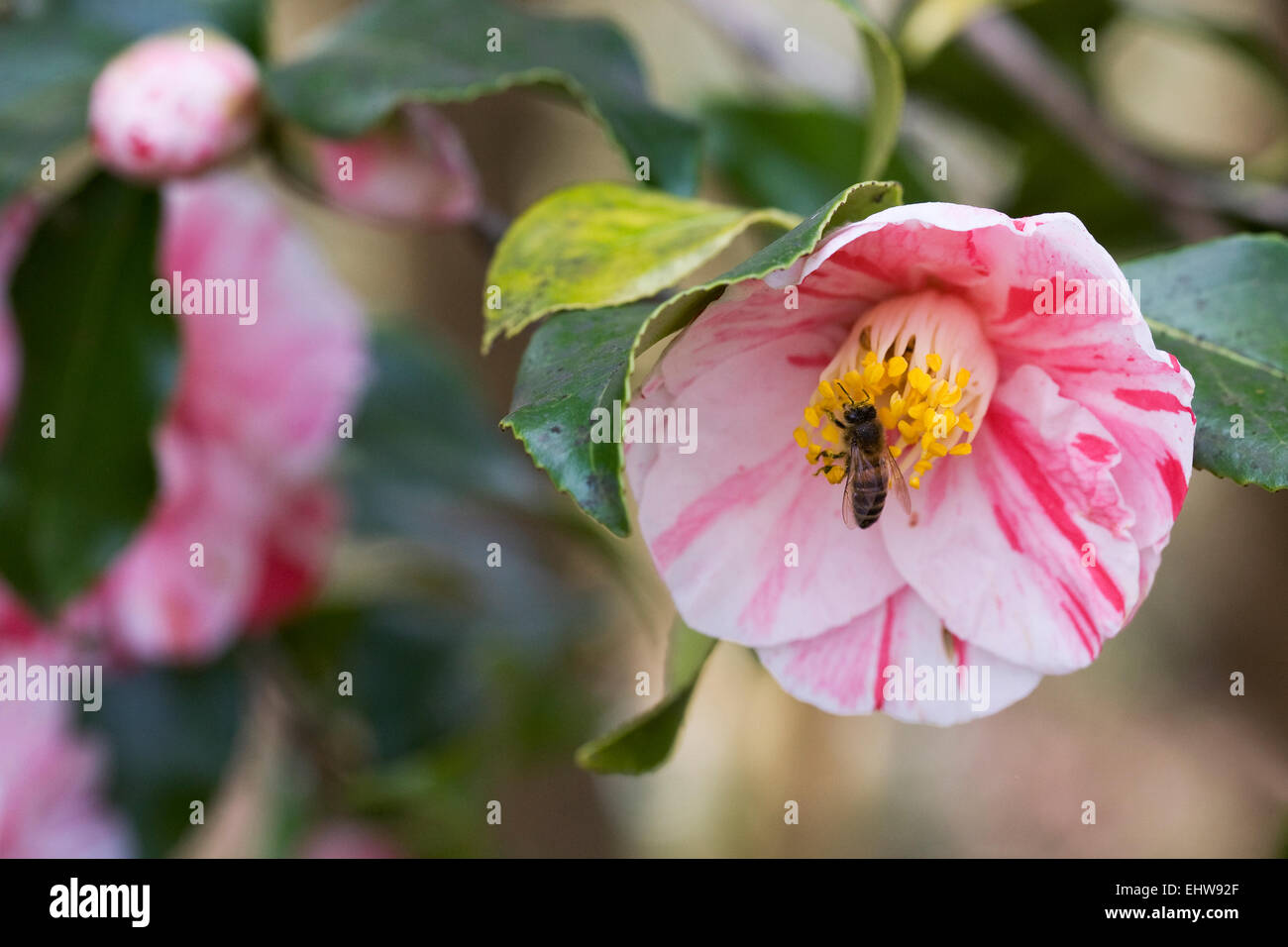 Honigbiene auf Camellia Japonica 'Dame de Saumarez' blühen. Stockfoto