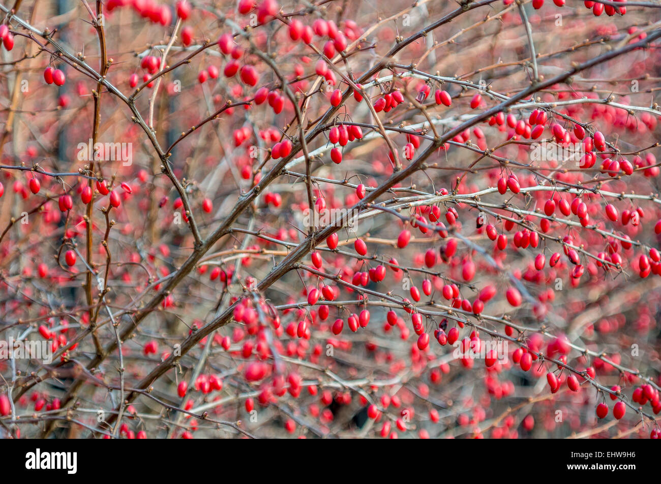 Berberis Thunbergii Beeren auf Zweigen zahlreiche rote Herbst Stockfoto