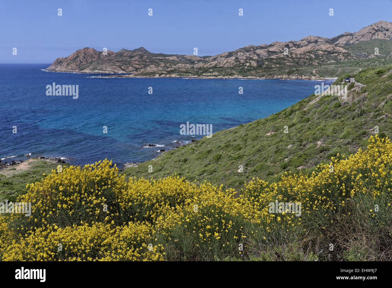 Weber-Besen in der Nähe von Ile Rousse, Corsica Stockfoto