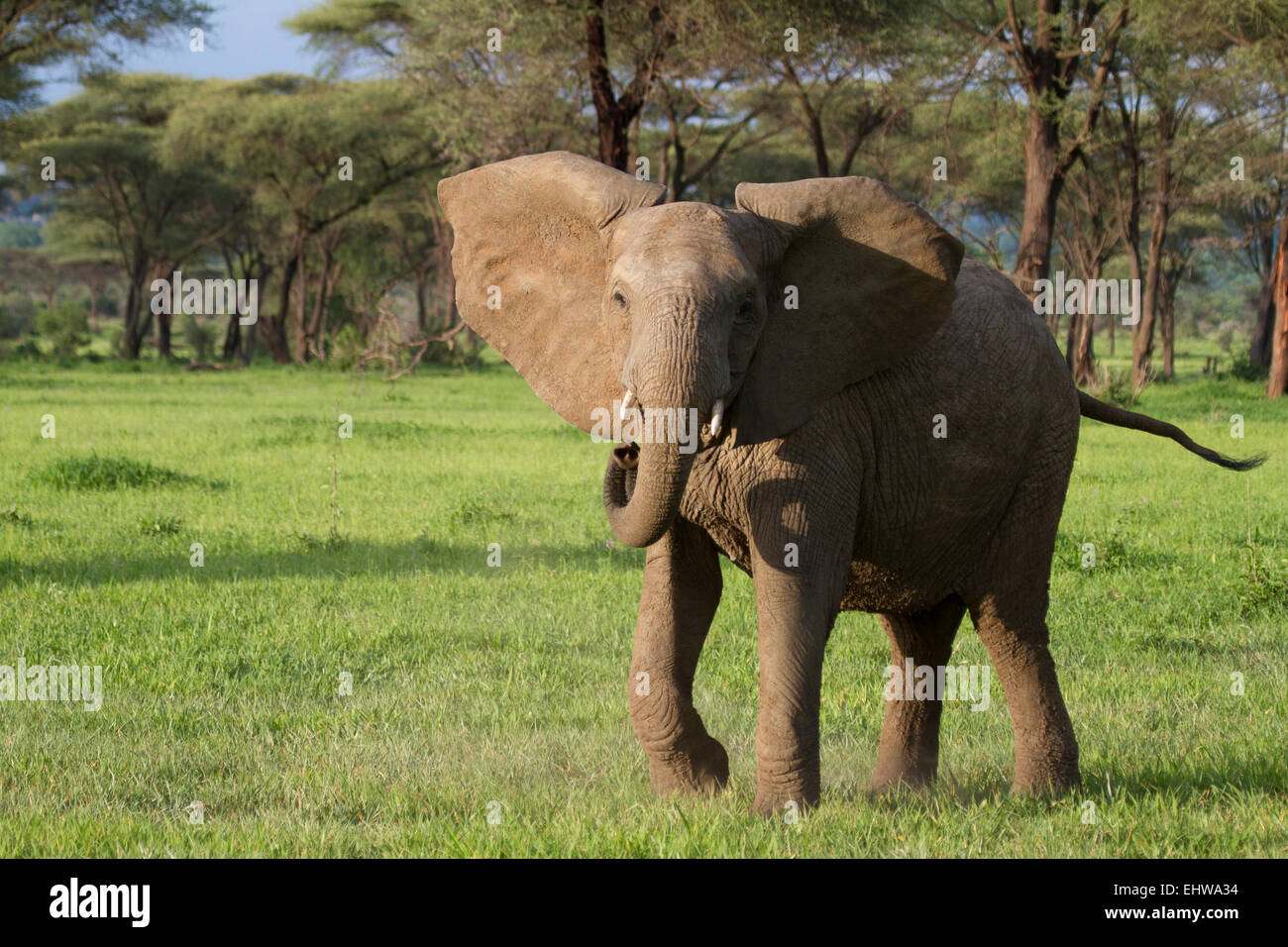 Afrikanische Elefantendame aufladen. Stockfoto