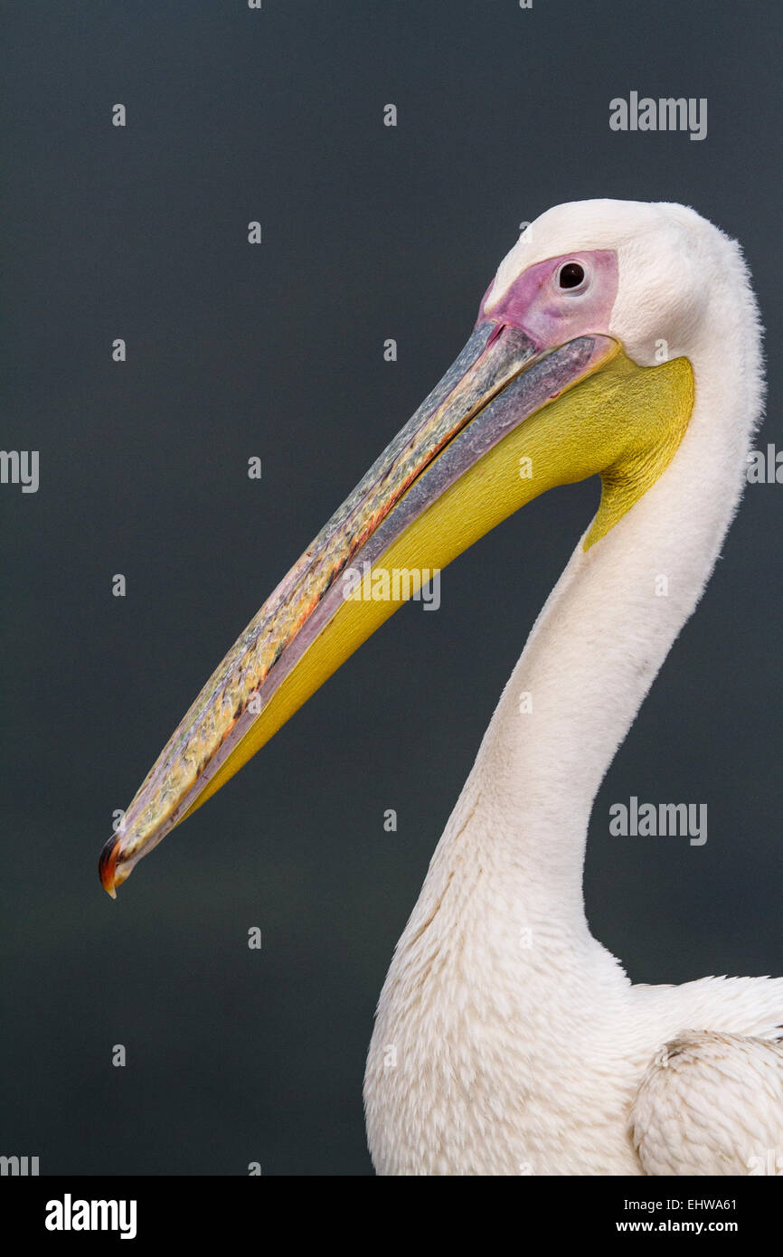 Rosapelikan (Pelecanus Onocrotalus), das ist großer Vogel, einem berühmten Pelikan, die wohnt in Greystoke Camp Mahale Stockfoto