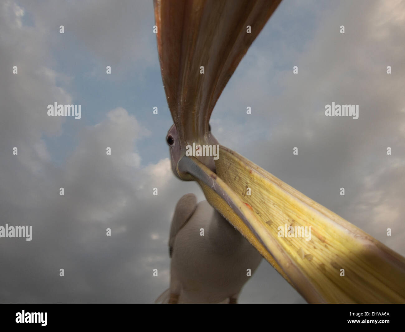 Rosapelikan (Pelecanus Onocrotalus) großer Vogel von Mahale-Nationalpark, dieser Vogel ist ein Bewohner von Greystoke Mahale Camp Stockfoto
