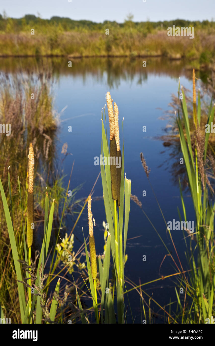 Das große Torfmoor in Lübbecke in Deutschland. Stockfoto