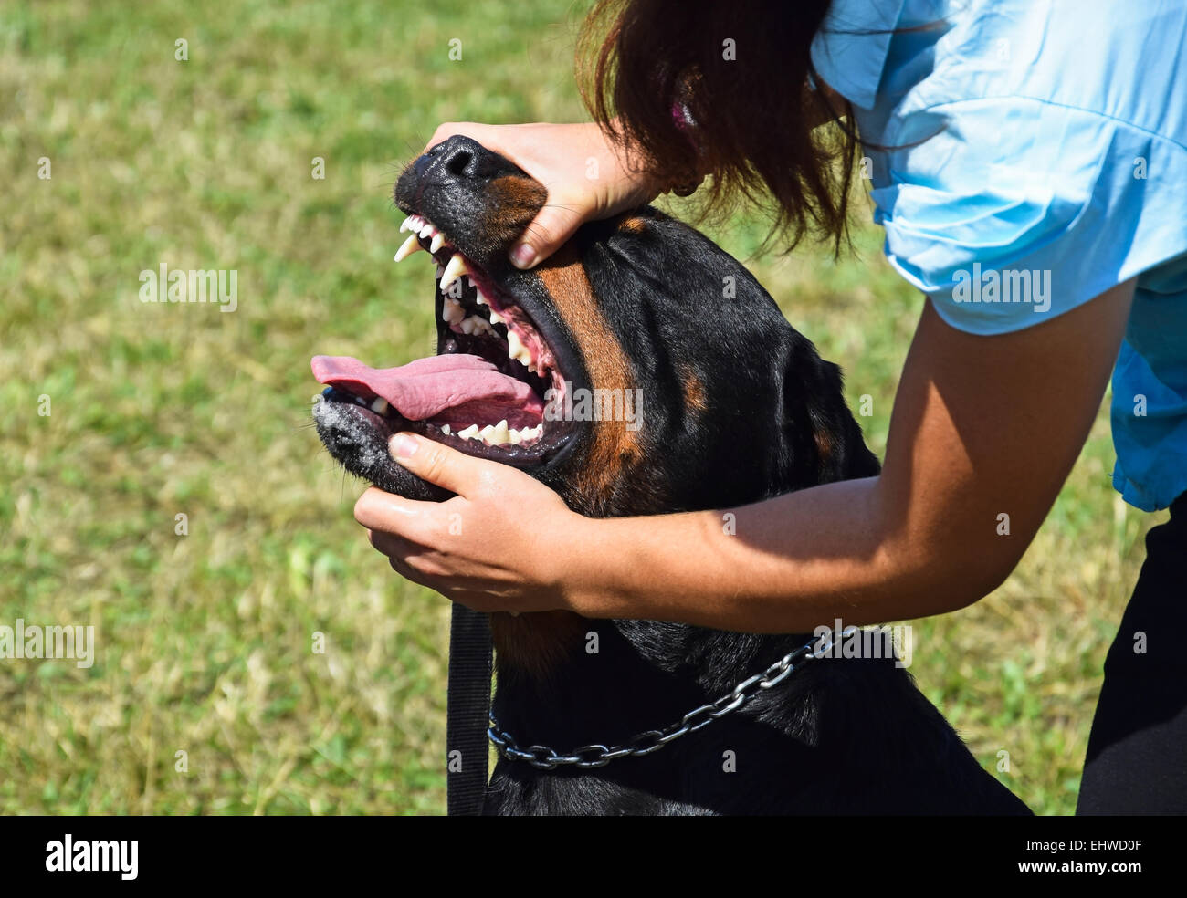 Zahn-Prüfung von einem Rottweiler Hund Stockfoto