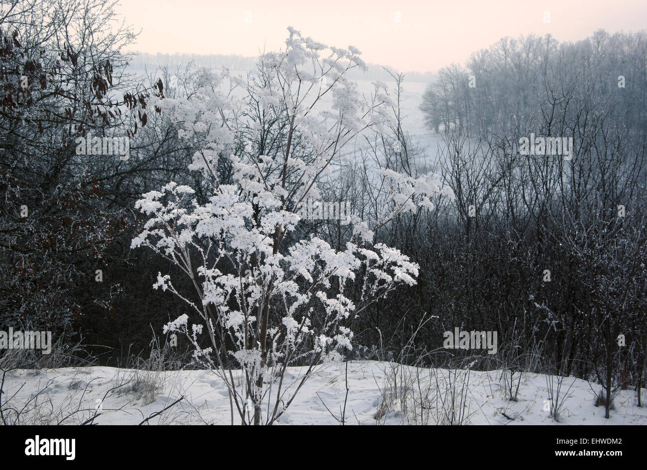 Die scenery.snow weiße Bush.Europe.Ukraine.Kharkov. Stockfoto