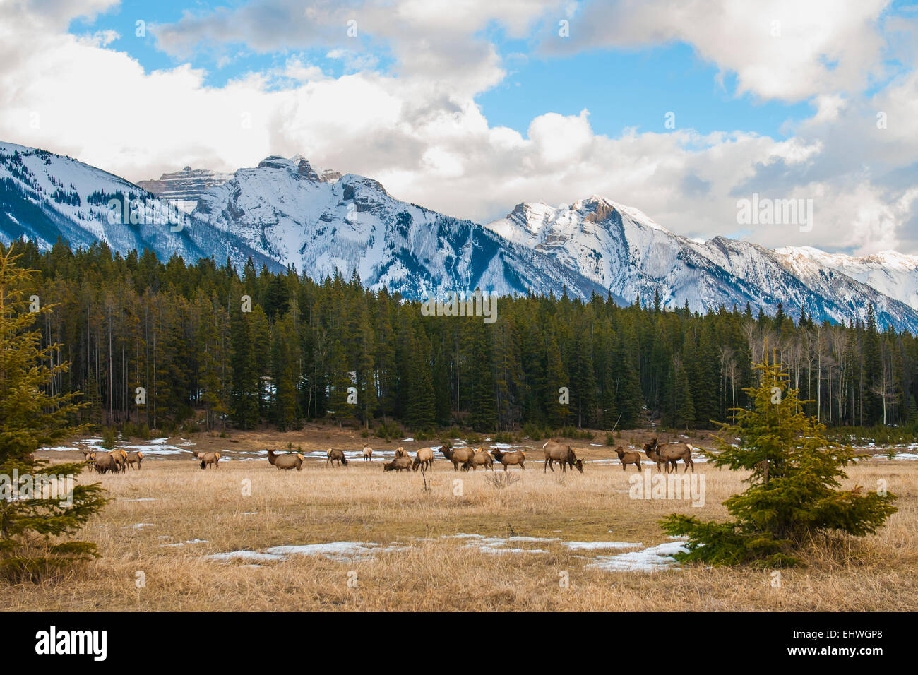 Herde von Wild Mountain Elk, unter eine Kulisse der robuste Rockie Mountains, Banff Nationalpark Alberta Kanada Stockfoto