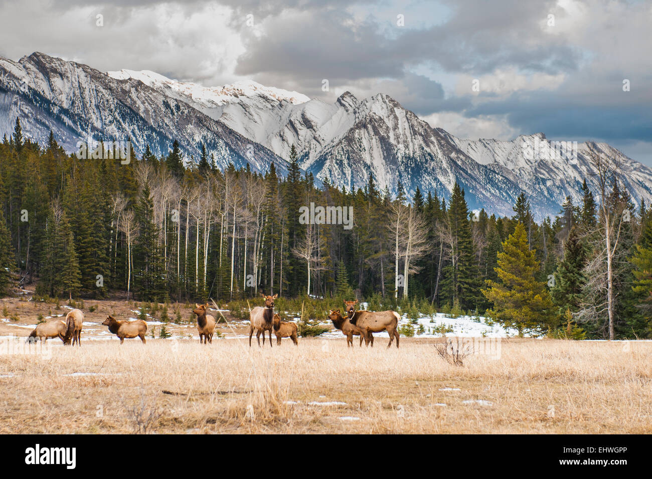 Herde von Wild Mountain Elk, unter eine Kulisse der robuste Rockie Mountains, Banff Nationalpark Alberta Kanada Stockfoto