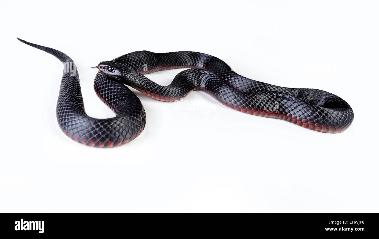 Eine Rotbauch schwarze Schlange (Pseudechis Porphyriacus) aus nächster Nähe auf weißem Hintergrund Stockfoto