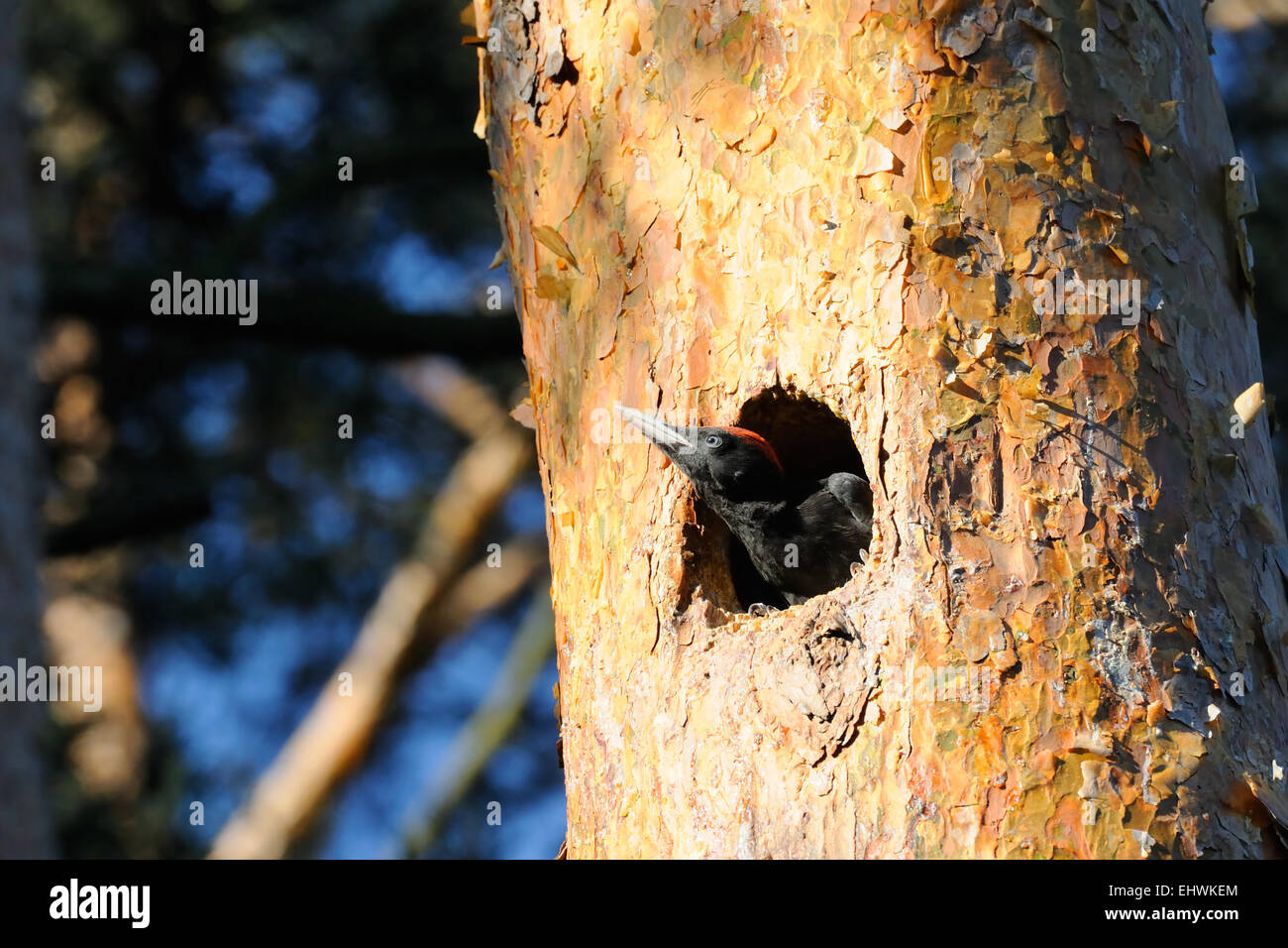 Schwarzspecht, eingebettet in die Mulde Stockfoto