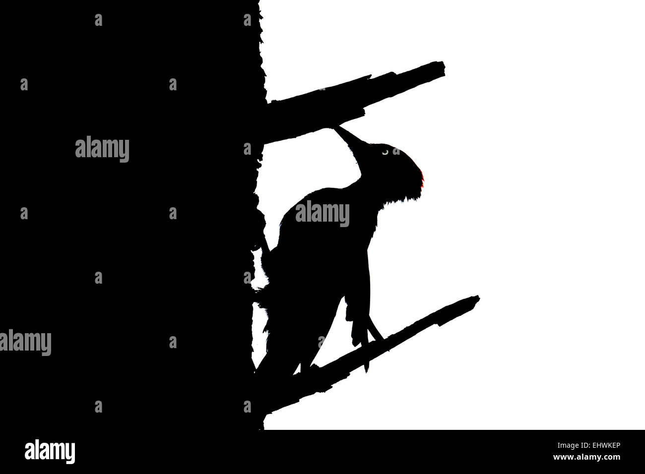 Schwarz-weiß-Silhouette der Schwarzspecht mit roter Mütze Stockfoto