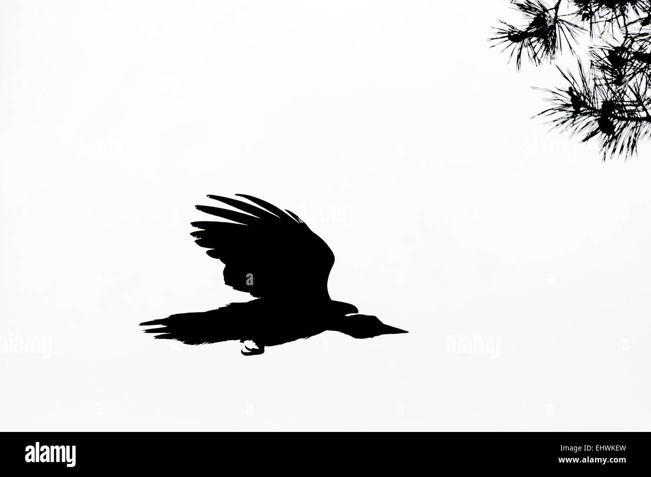 Schwarz-weiß-Silhouette des Fliegens Schwarzspecht Stockfoto