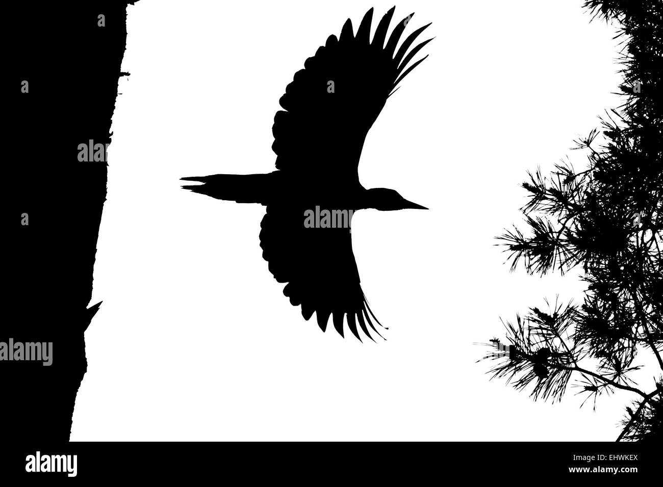 Schwarz-weiß-Silhouette des Fliegens Schwarzspecht Stockfoto