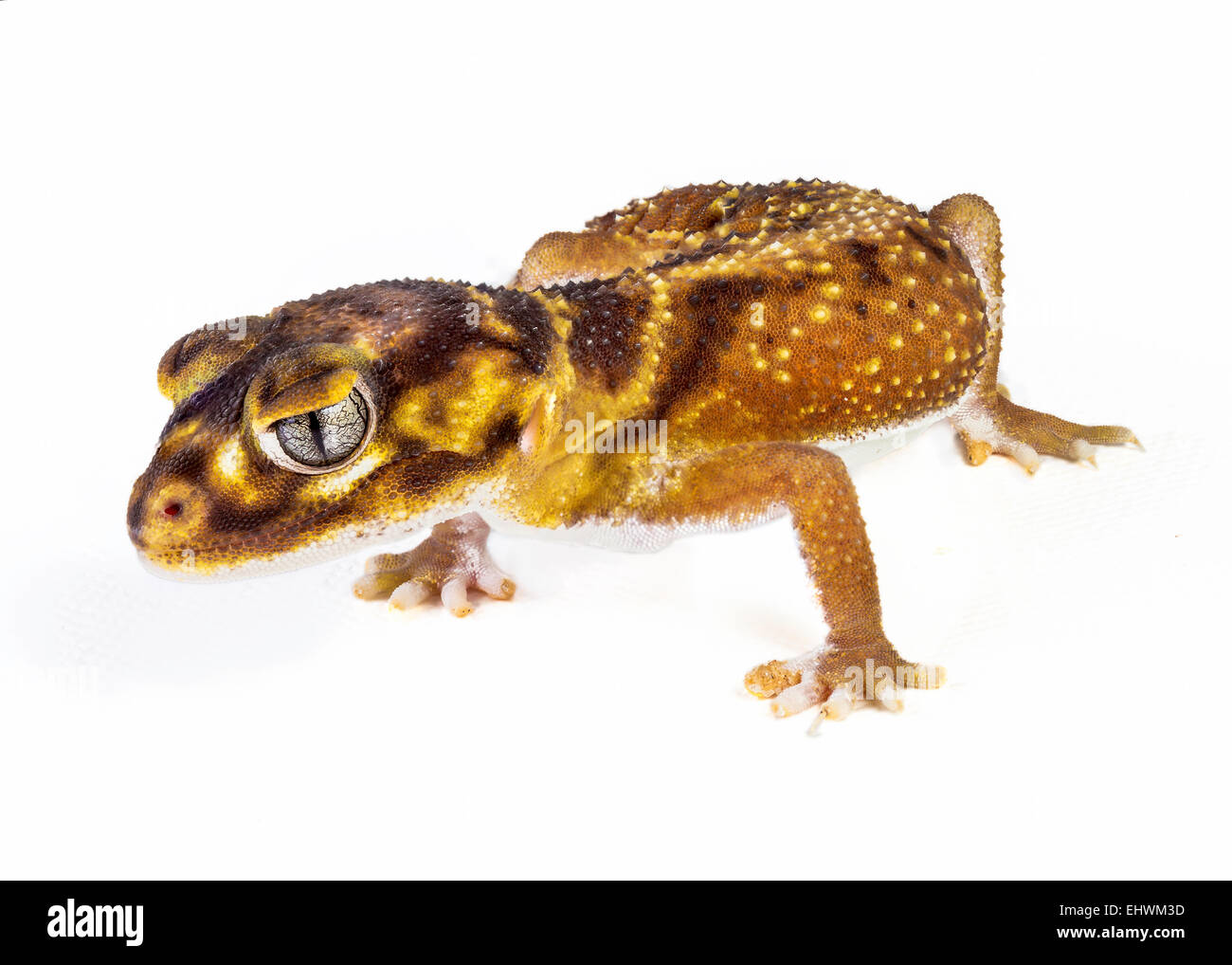 Einen glatten Knopf Tail Gecko (Nephrurus Levis Levis) auf weißem Hintergrund Stockfoto