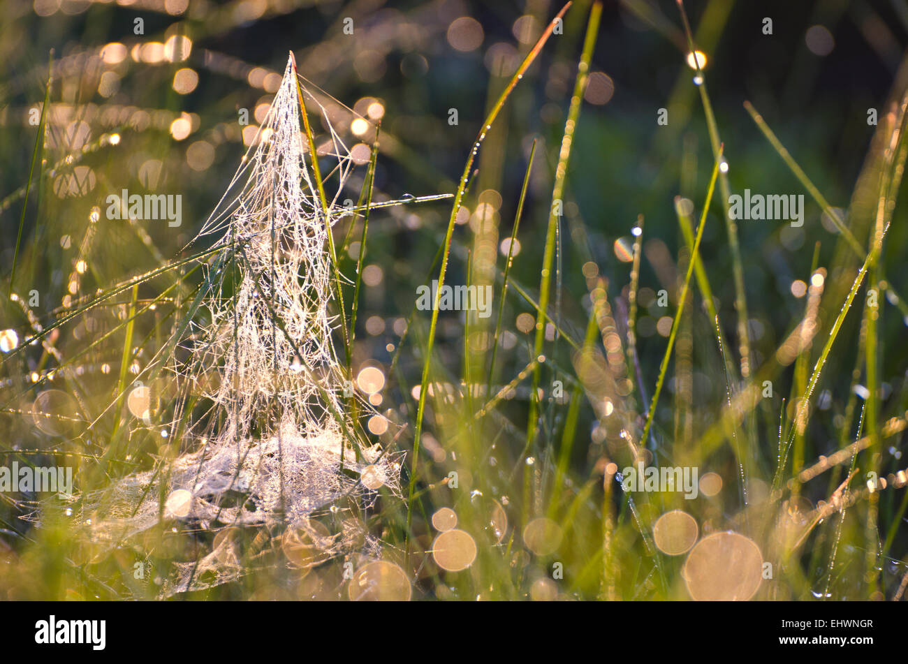 Unschärfe taufrischen Sommer Wiese Rasen mit Spinnennetz Hintergrund zu beenden Stockfoto