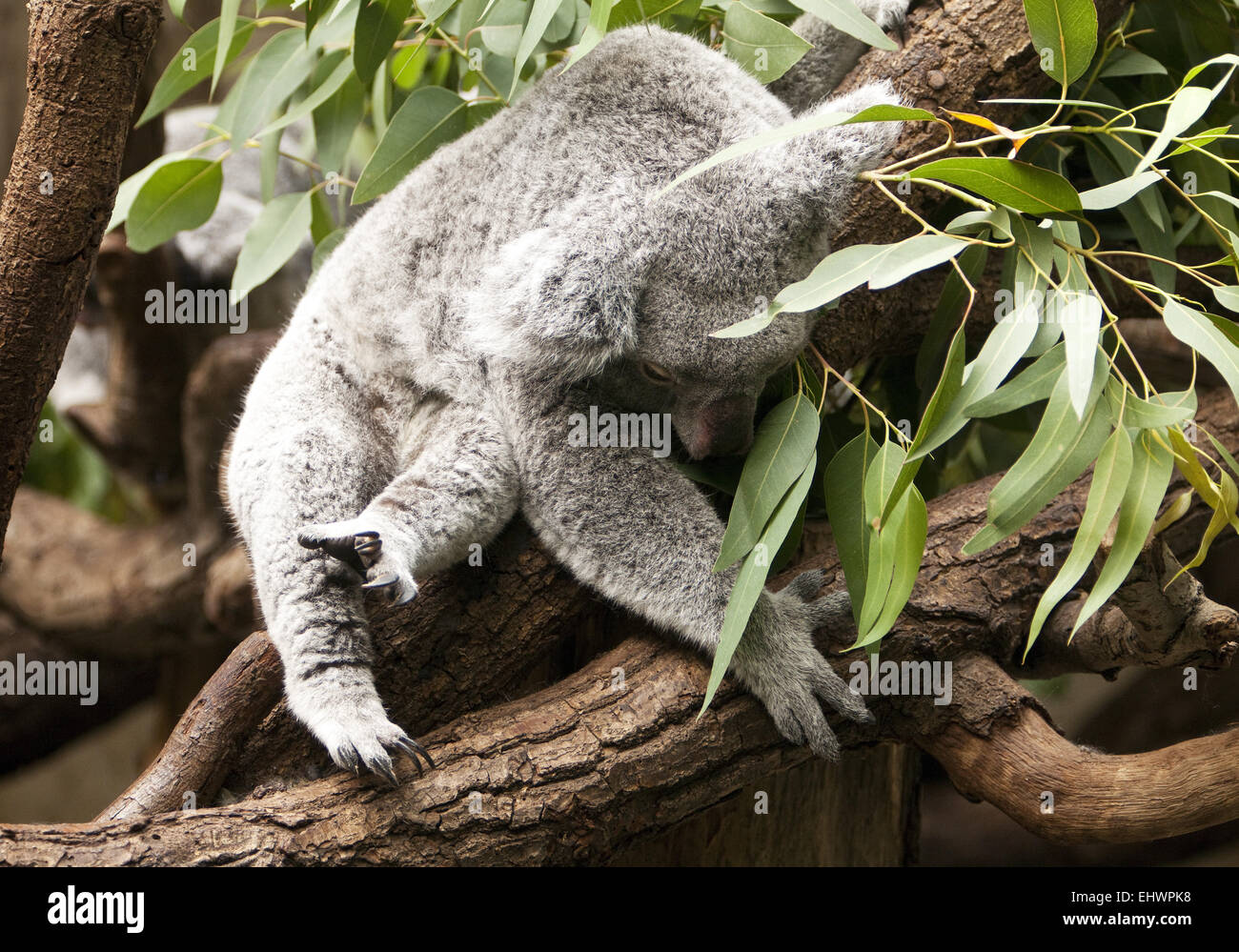 Schlafender Koala, Duisburger Zoo, Deutschland. Stockfoto