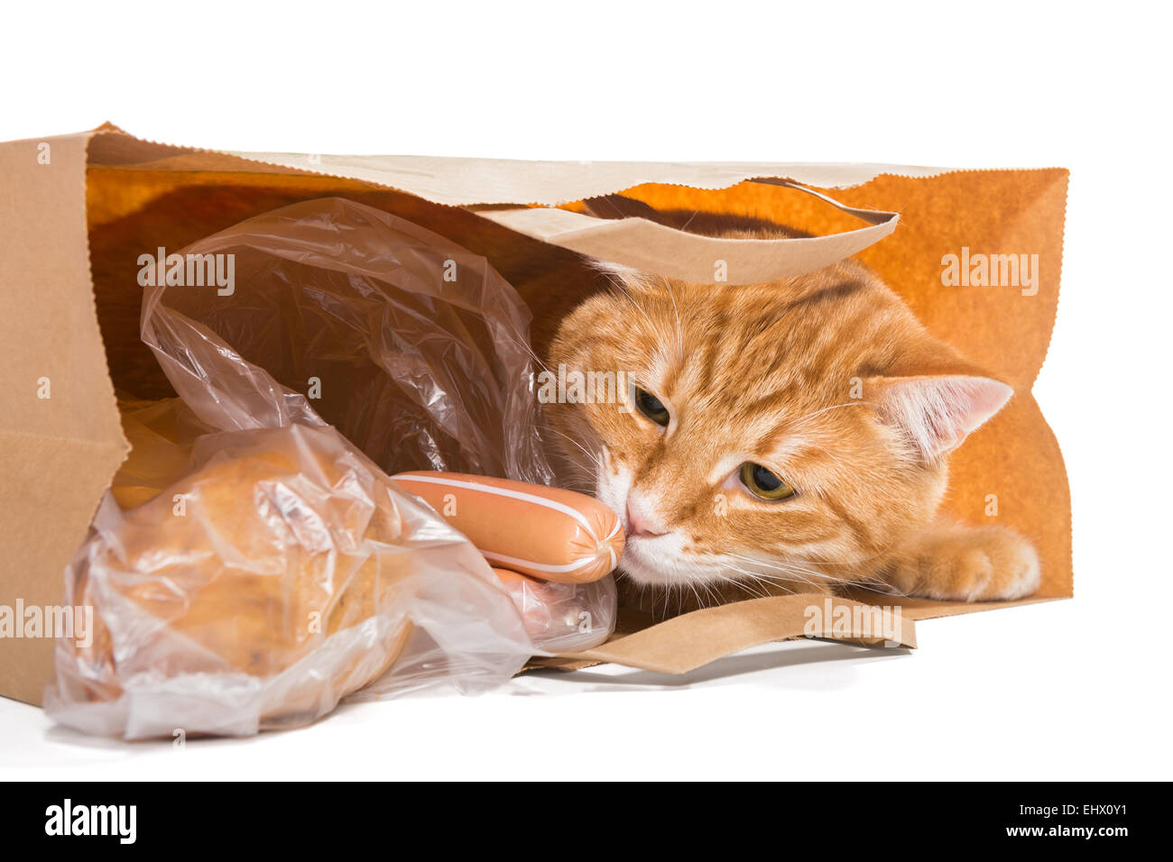 Rote Katze in eine Papiertüte mit dem Essen, isoliert Stockfoto