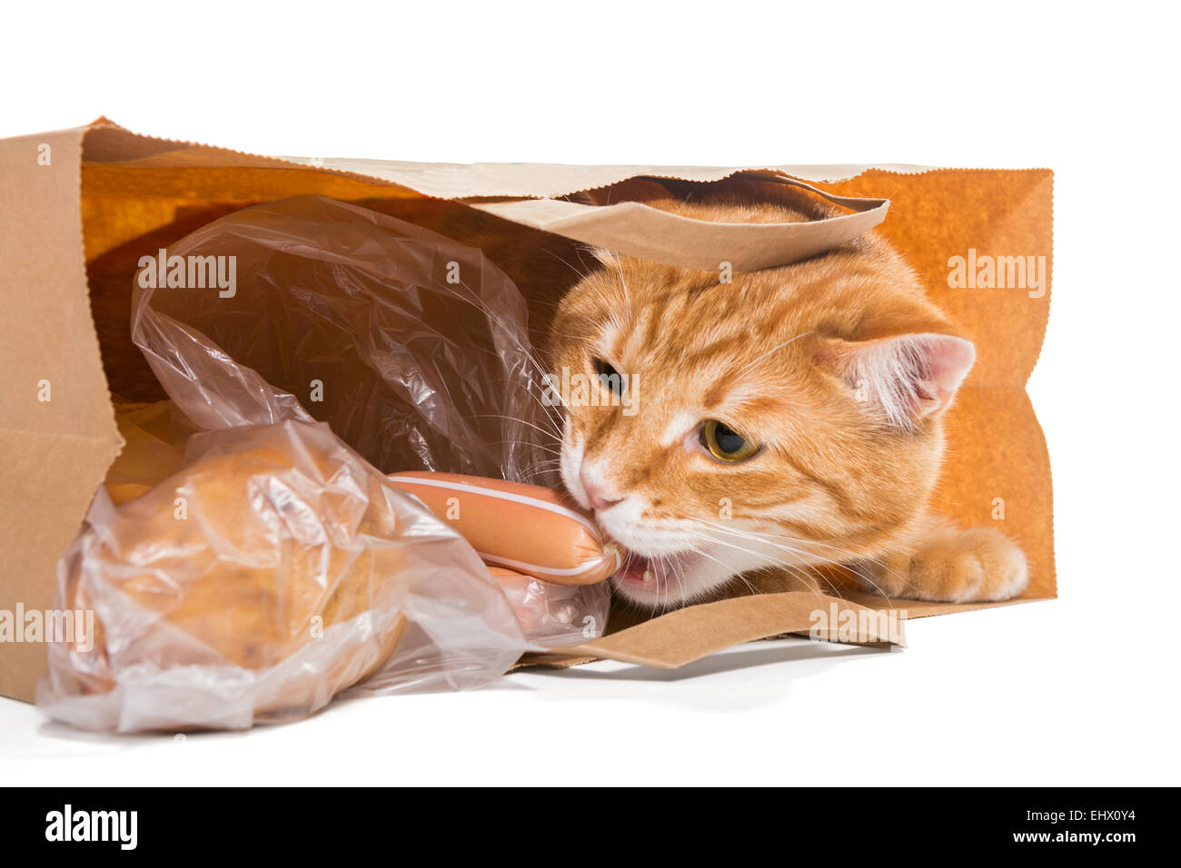 Rote Katze in eine Papiertüte mit dem Essen, isoliert Stockfoto