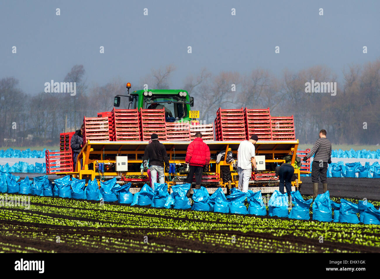 Farmmitarbeiter in Tarleton, Southport, Lancashire, Großbritannien. März 2015. Warme Temperaturen und trocknende Böden ermöglichen es Wanderarbeitern, Arbeitern und Besitzern, Romaine oder Cos-Salat mit einem automatischen Salattopf zu Pflanzen, der bis zu 12000 Sämlinge pro Stunde pflanzt. Diese sollten nun im neu bebauten Boden gedeihen. Dieses Gebiet, größtenteils ländliches Land, das Gemüsekulturen gewidmet ist, die auf dem reichen und fruchtbaren Boden von Tarleton Moss angebaut werden, versorgt viele der großen Supermärkte im Vereinigten Königreich sowie unabhängige Einzelhändler, Großhändler, Lebensmitteldienstleister und Lebensmittelhersteller. Stockfoto