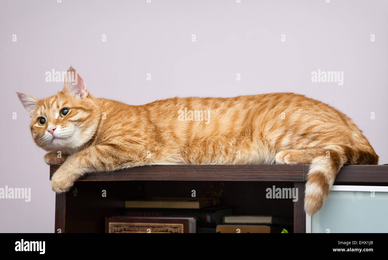 Faule orange Katze schläft auf dem Bücherregal Stockfoto