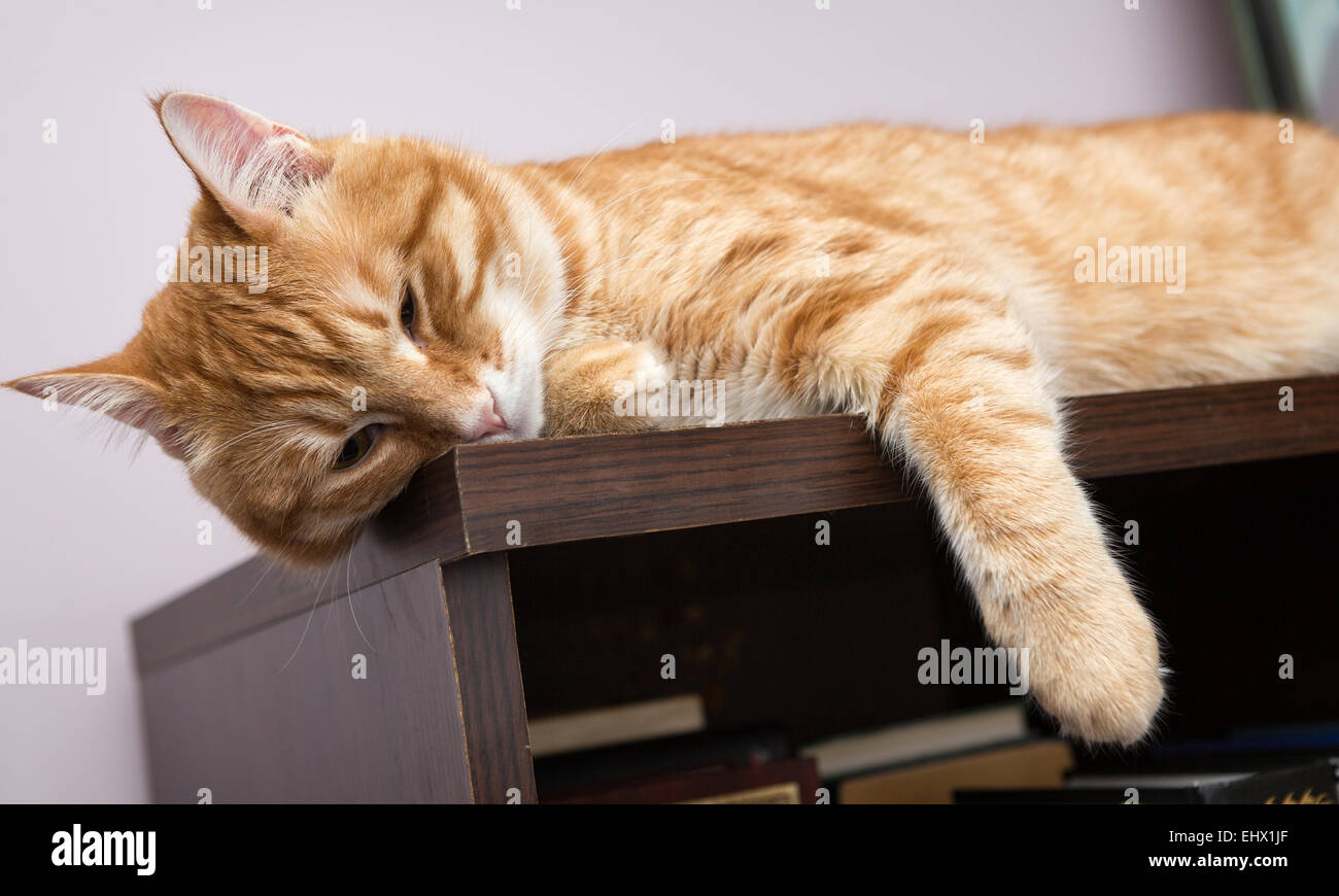 Faule orange Katze schläft auf dem Bücherregal Stockfoto