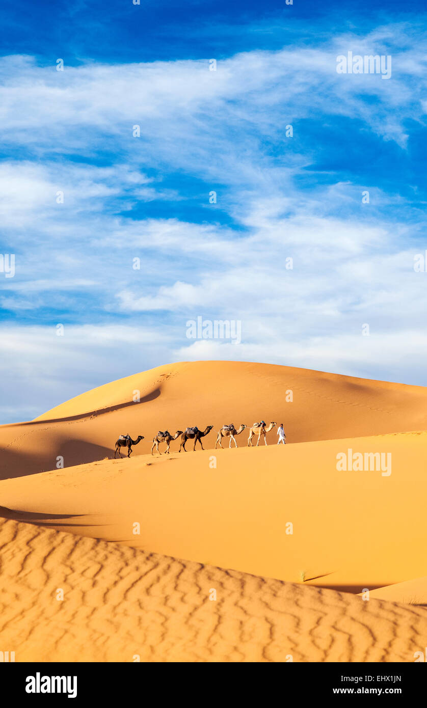 Berber Mann an der Spitze Kamel Zug in Sahara Wüste, Erg Chebbi, Marokko Stockfoto