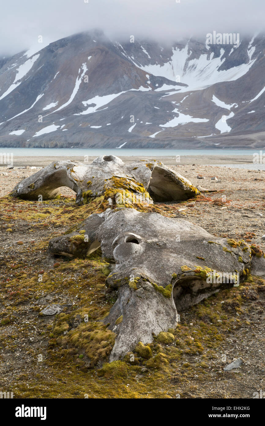Knochen Bowhead Whale Balaena Mysticetus arktischen Landschaft Hornsund-Svalbard Stockfoto