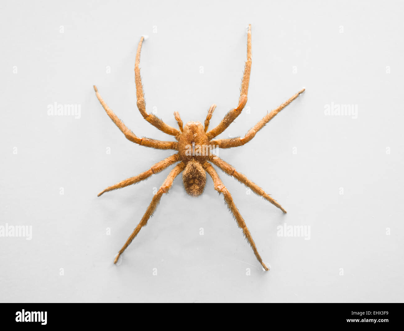 Bananenspinne Stockfoto