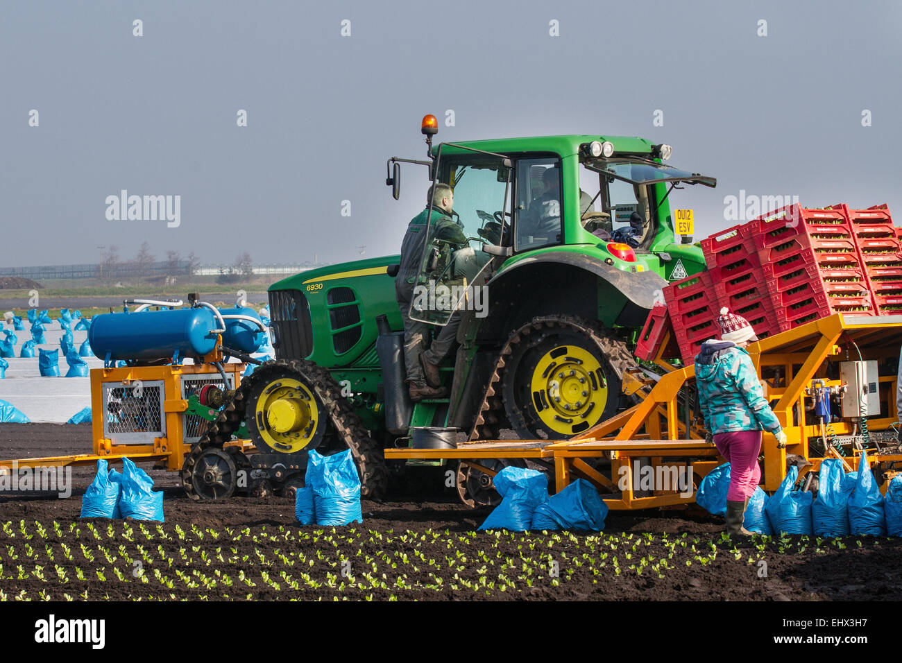 Tarleton, Southport, Lancashire, UK. 18. März 2015. Warme Temperaturen und trocknen Böden ermöglichen Migranten Landarbeiter, Arbeiter und Eigentümer Romaine oder Cos Salat mit einer automatischen Salat Pflanzer die Anpflanzung von bis zu 12000 Setzlinge pro Stunde zu Pflanzen. Diese sollte nun im neu bebaute Boden gedeihen soll. Diesem Bereich weitgehend Ackerland Gemüsekulturen angebaut auf dem reichen und fruchtbaren Boden der Tarleton Moss gewidmet, beliefert viele der großen Supermärkte im Vereinigten Königreich sowie unabhängige Einzelhändler, Großhändler, Gastronomie, Lebensmittel verarbeitenden Sektor. Stockfoto