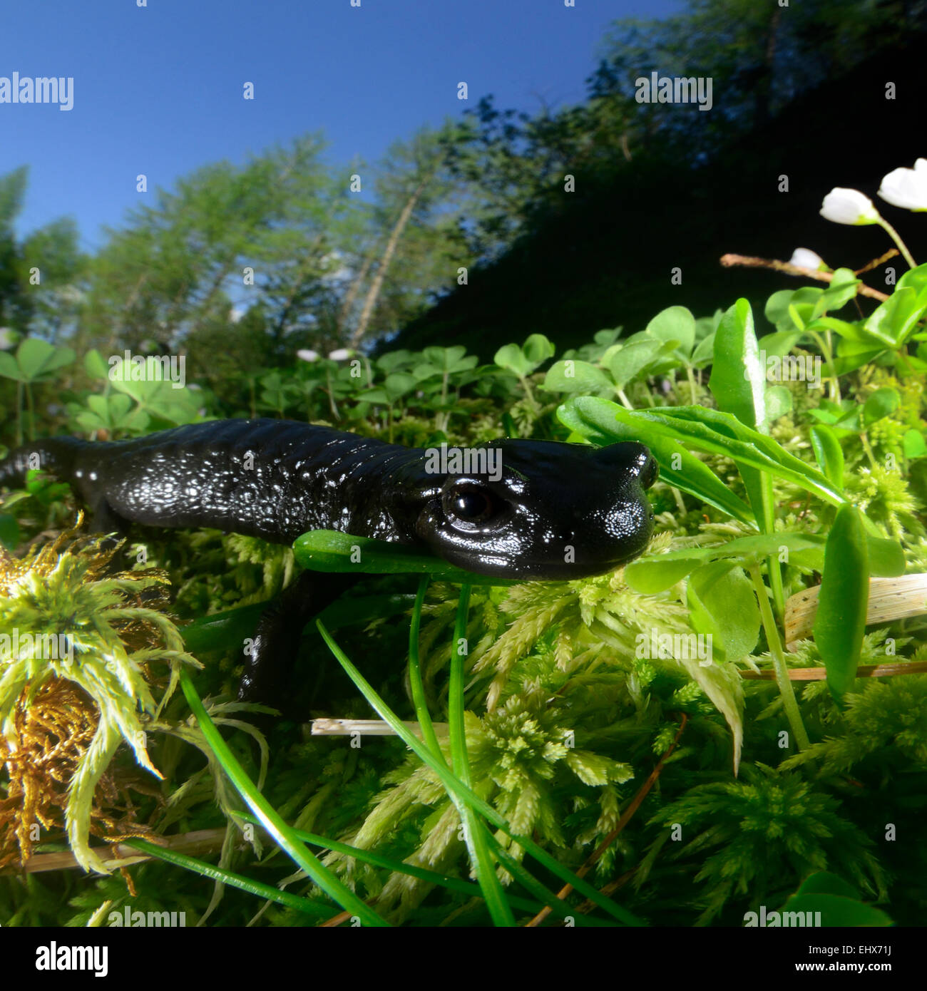 Schwarzer alpensalamander salamandra atra Fotos und Bildmaterial in