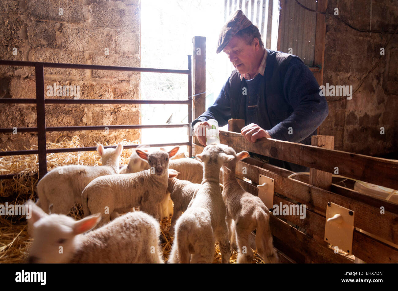 Ardara, County Donegal, Irland. 18. März 2015. Landwirt Joseph Dunleavy Handanlage verwaiste Lämmer. Die Lämmer sind oft Drillinge, die von der Ewe nicht unterstützt werden. Sie werden erst drei Monate alt aufgezogen werden und dann geschlachtet. Diese Methode ist nicht kosteneffektiv für den Landwirt. Bildnachweis: Richard Wayman/Alamy Live-Nachrichten Stockfoto