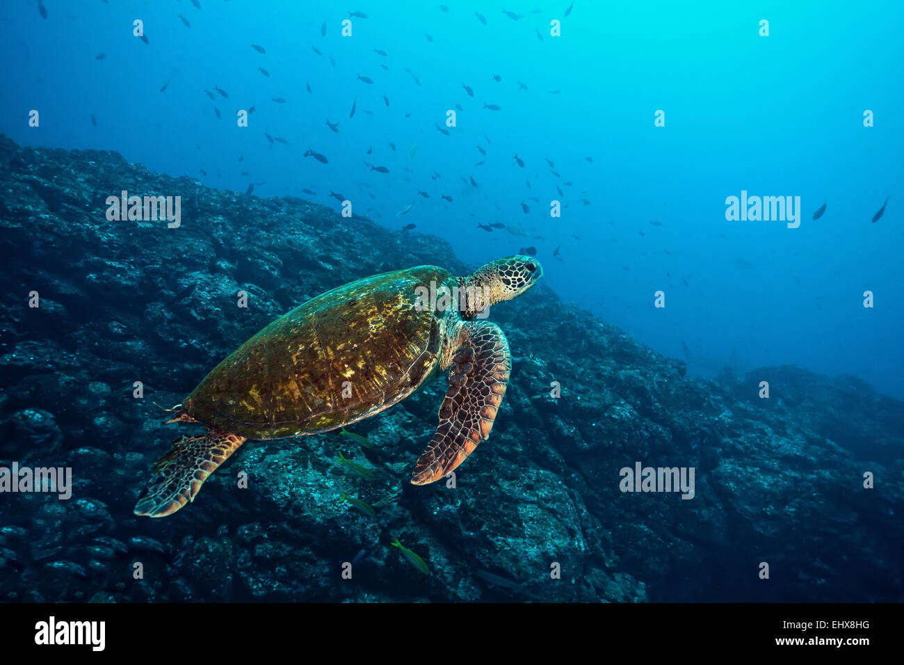 Grüne Meeresschildkröte (Chelonia Mydas), Cocos Island, Costa Rica Stockfoto